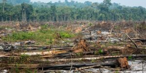 Desmatamento da Amazônia